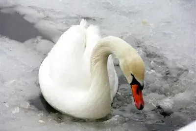 Cygne