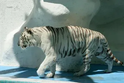 a Tiger jigsaw puzzle