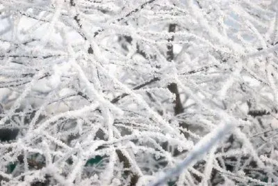 Frost
