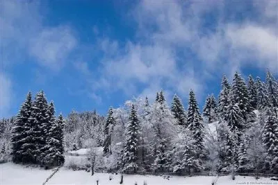 Wald im Schnee