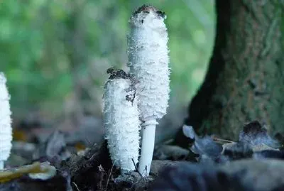 キノコ
