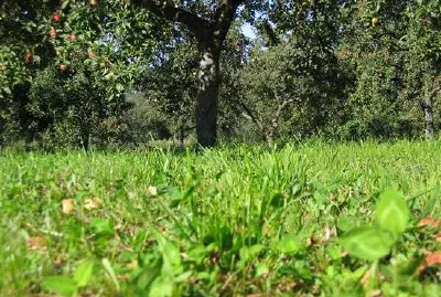 Ябълкови дървета