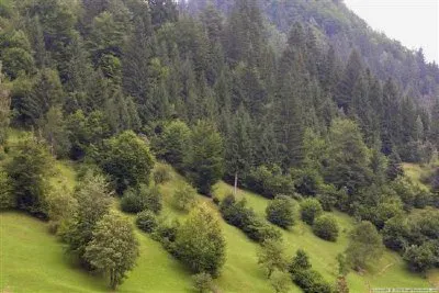 Bosque verde