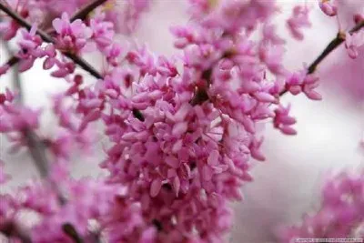 Vårblomning