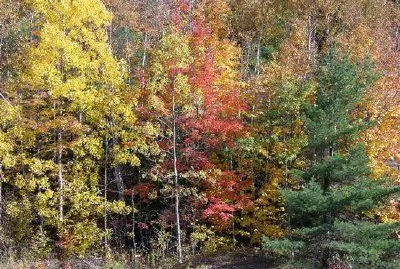 Есенни цветове