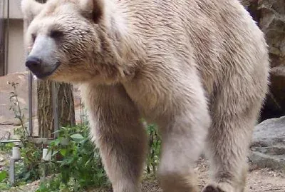 Yerevan Zoo, Ursus Arctus Syriacus in Armenia jigsaw puzzle