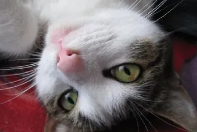 a Cat jigsaw puzzle