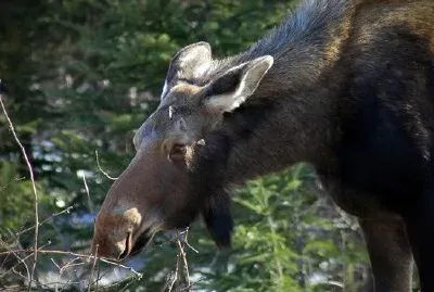 Łoś w Parku Narodowym Gros Morne, Nowa Fundlandia, Kanada