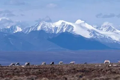 1002 Area: Caribou with mountain backdrop jigsaw puzzle