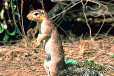 Ardilla de tierra africana