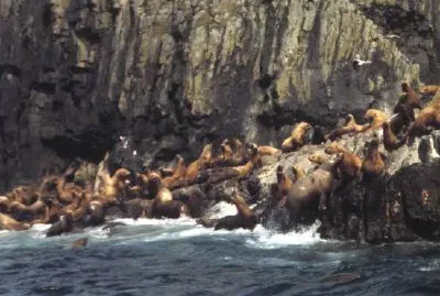 Aiugunak Pinnacles Steller Морски лъвове
