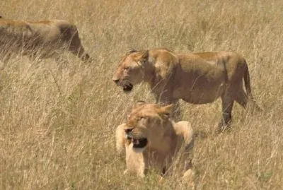 Afrikanische Löwen