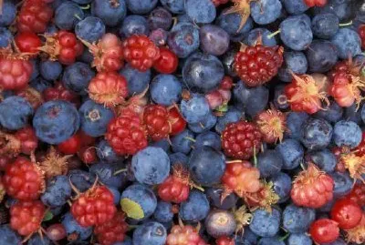 Аляска диви плодове