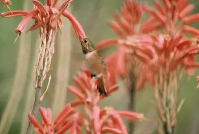 Алънс Колибри