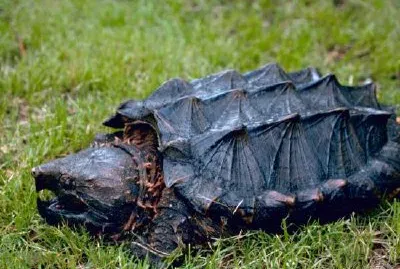 Alligator Snapping Turtle jigsaw puzzle