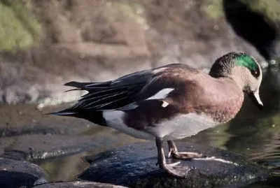 American Wigeon jigsaw puzzle