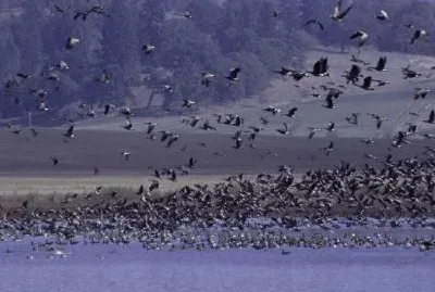 Национално убежище за диви животни Анкени, Орегон