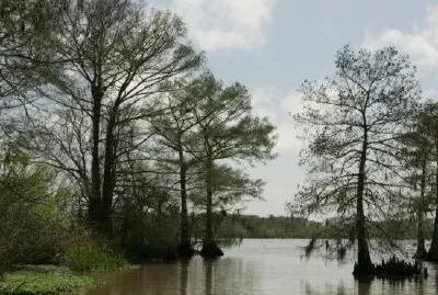 Плешив кипарис и открита вода