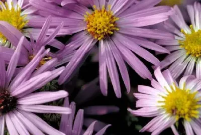 Ароматна астра