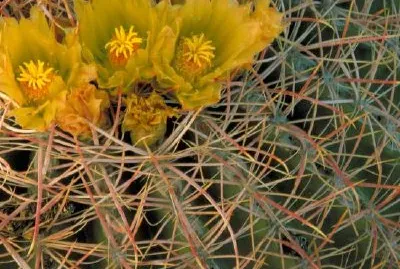 Baril de cactus