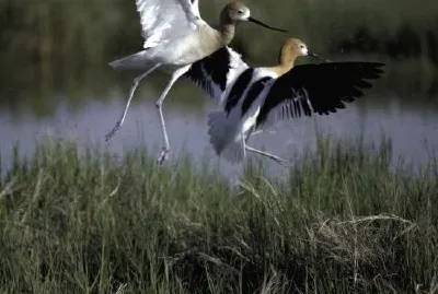 Bear River Migratory Bird Refuge jigsaw puzzle