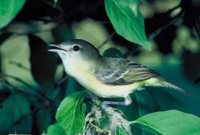 Камбани Vireo