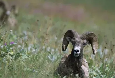 Pecora bighorn
