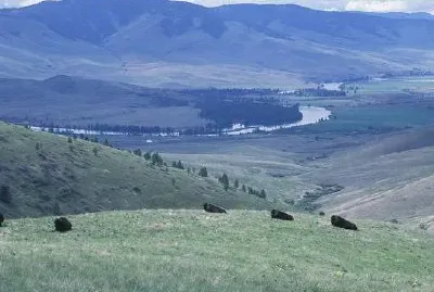 Bisonte al National Bison Range