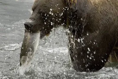 Brown bear feeding on salmon jigsaw puzzle