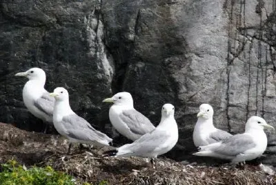 Black-legged kittiwakes jigsaw puzzle