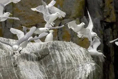 Black-legged kittiwakes flying near cliff jigsaw puzzle
