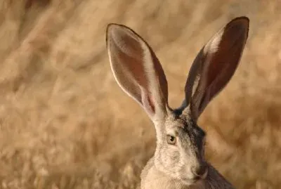 Jackrabbit de cauda negra