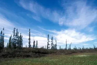 Bog and Sporadic Spruce jigsaw puzzle