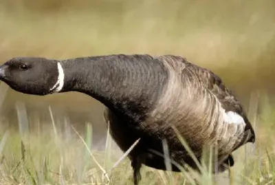 Brant in defensive position jigsaw puzzle