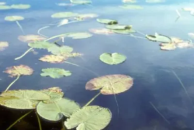 Водни лилии