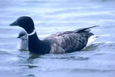Brant with young jigsaw puzzle