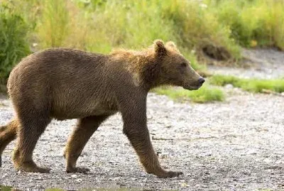 Cucciolo di orso bruno