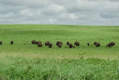 Bisonte al pascolo sotto il cielo nuvoloso