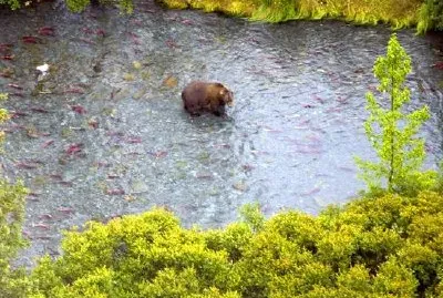 Кафява мечка в горната руска река