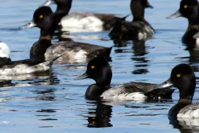 Bufflehead y gran scaup