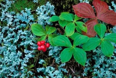 Bunchberry