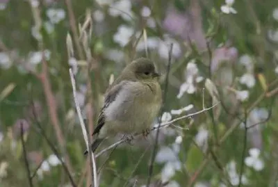 Bushtit