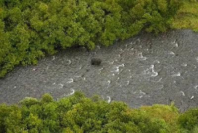 Orso nero nel fiume russo