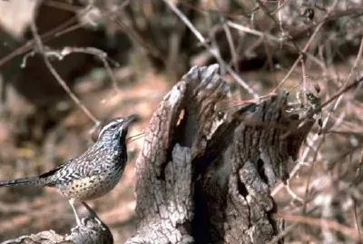 Cactus wren jigsaw puzzle