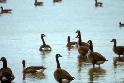 Canada geese at an Ohio wetland area jigsaw puzzle