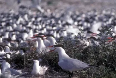 Caspian terns jigsaw puzzle