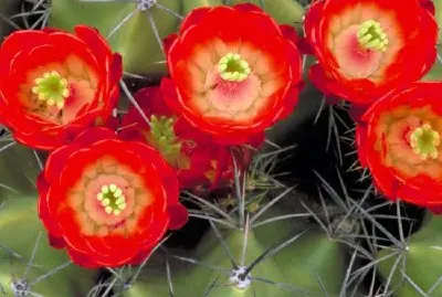Coupe Claret cactus