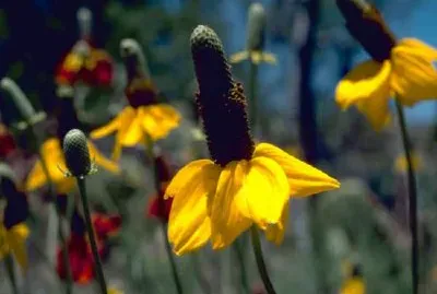 Иглолистни цветя