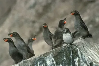 懸崖岩石上的鳳頭Auklet組