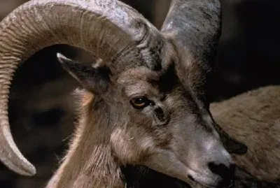 Desert Bighorn jigsaw puzzle